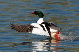 Attēlu rezultāti vaicājumam “Mergus merganser”