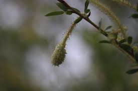 Attēlu rezultāti vaicājumam “Rabdophaga heterobia”