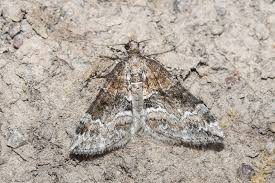 Attēlu rezultāti vaicājumam “Perizoma bifaciata”