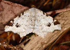 Attēlu rezultāti vaicājumam “Macaria notata”