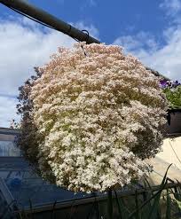 Attēlu rezultāti vaicājumam “Sedum album”