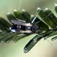 Attēlu rezultāti vaicājumam “Cricotopus”