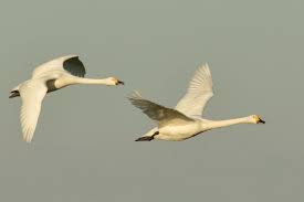 Image result for Sussex Swans