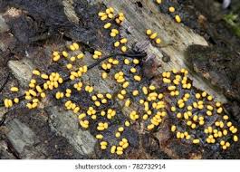 Attēlu rezultāti vaicājumam “Trichia varia”