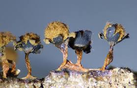 Attēlu rezultāti vaicājumam “Metatrichia floriformis spores”