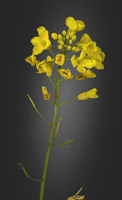 Attēlu rezultāti vaicājumam “Brassica napus flower”