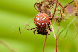 Attēlu rezultāti vaicājumam “Araneus quadratus”