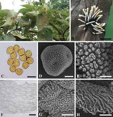 Attēlu rezultāti vaicājumam “Gymnosporangium sp.”