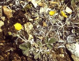 Attēlu rezultāti vaicājumam “Potentilla arenaria bud”