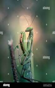 Attēlu rezultāti vaicājumam “Mantis religiosa”