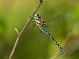 Attēlu rezultāti vaicājumam “Aeshna mixta male”