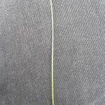 Attēlu rezultāti vaicājumam “Eleocharis uniglumis fruit”