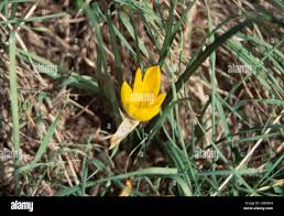 Attēlu rezultāti vaicājumam “Colchicum luteum flower”
