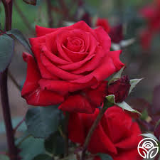 Image result for Red Rose Cc