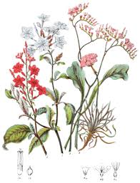 Attēlu rezultāti vaicājumam “Plumbaginaceae”