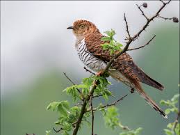 Attēlu rezultāti vaicājumam “Cuculus canorus adult”