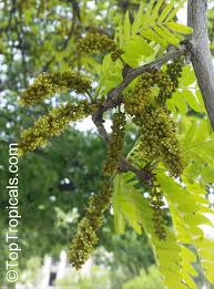 Attēlu rezultāti vaicājumam “Gleditsia triacanthos bud”