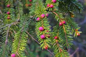Attēlu rezultāti vaicājumam “Picea abies female flower”