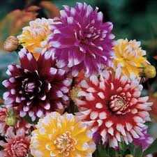 Image result for Dahlia x pinnata `Redskin`