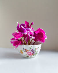 Image result for Cyclamen persicum