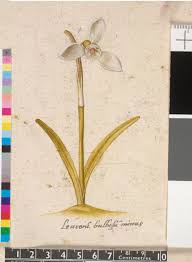 Attēlu rezultāti vaicājumam “Galanthus nivalis leaf”