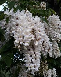 Attēlu rezultāti vaicājumam “Robinia”