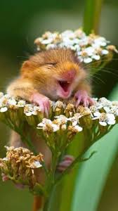 Image result for funniest picture ever