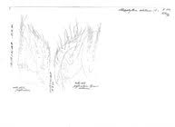 Attēlu rezultāti vaicājumam “Ommatoiulus vilnensis”