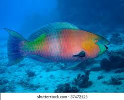 Image result for Scarus ferrugineus