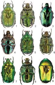Attēlu rezultāti vaicājumam “Potosia cuprea”
