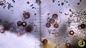 Attēlu rezultāti vaicājumam “Craterium leucocephalum macro”