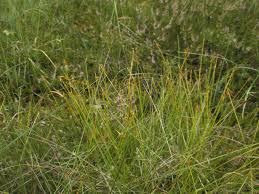 Attēlu rezultāti vaicājumam “Carex pauciflora”