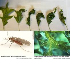 Attēlu rezultāti vaicājumam “Rabdophaga degeeri”