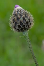 Attēlu rezultāti vaicājumam “Centaurea scabiosa bud”