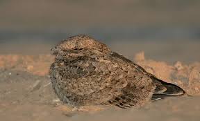 Image result for Caprimulgus aegyptius