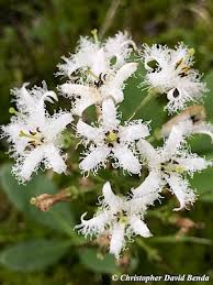 Attēlu rezultāti vaicājumam “Menyanthes trifoliata leaf”