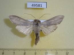 Attēlu rezultāti vaicājumam “Cucullia umbratica”