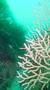 Image result for Meadurst Sub-Aqua Club