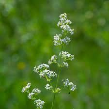 Attēlu rezultāti vaicājumam “Galium album flower”