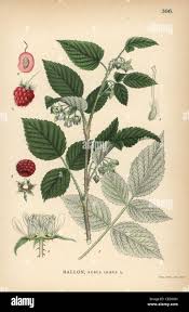 Attēlu rezultāti vaicājumam “Rubus idaeus”