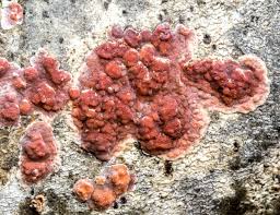 Attēlu rezultāti vaicājumam “Corticium roseum”