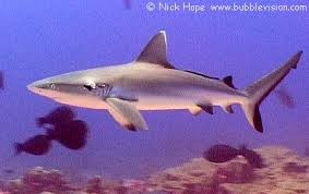 Image result for Carcharhinus amblyrhynchos