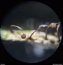 Attēlu rezultāti vaicājumam “Clastoderma debaryanum macro”