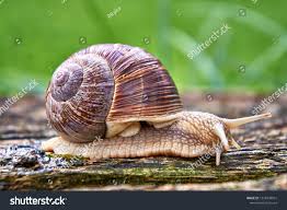 Attēlu rezultāti vaicājumam “Helix pomatia”