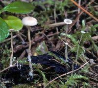 Attēlu rezultāti vaicājumam “Collybia cirrhata”