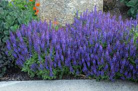 Image result for Salvia nemorosa