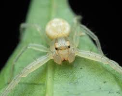 Attēlu rezultāti vaicājumam “Thomisidae”