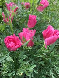 Attēlu rezultāti vaicājumam “Eschscholzia californica”