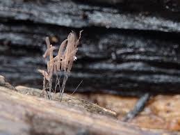 Attēlu rezultāti vaicājumam “Stemonitis pallida var. rubescens stalked”