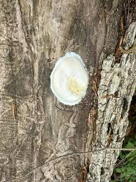 Attēlu rezultāti vaicājumam “Craterium minutum young”